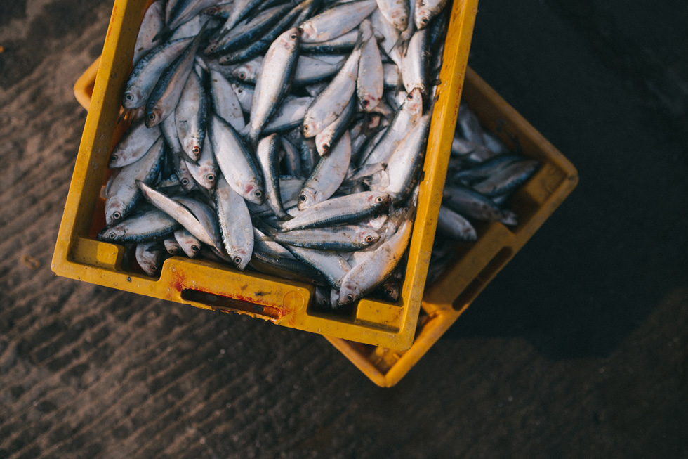 TerraSan closes deal for Saldanha pelagic business